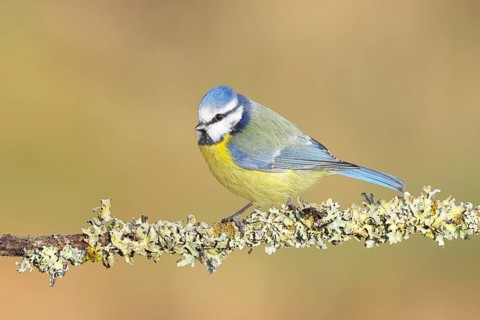 Blue tit (Parus caeruleus), sitting on a branch overgrown with moss and lichen, Wildlife, Animals,