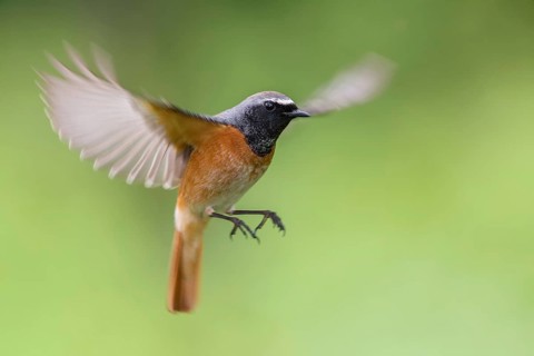 Common Redstart (Phoenicurus phoenicurus) male approaching, Poland