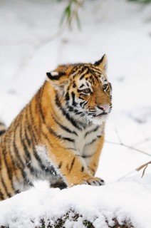 A curious tiger cub attentively explores the snowy surroundings, Siberian tiger (Panthera tigris