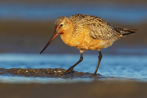 Bar-tailed Godwit (Limosa lapponica) feeding along a river in Nome, Alaska