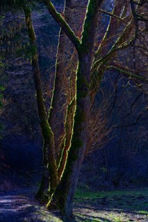Mossy trees in backlight, Auseßtal, Upper Franconia, Bavaria, Germany
