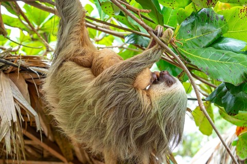 Daytime, two toed sloth (Choloepura hoffmanni) with baby two-toed sloths mother and baby touching