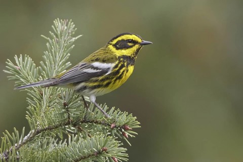 Townsend's Warbler (Setophaga townsendi), British Columbia, Canada