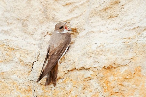 Sand martin (Riparia riparia) sitting on the breeding wall, Schleswig-Holstein, Germany