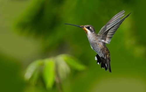 Plain-capped Starthroat Heliomaster constantii pinicola Puerto Vallart, Jalisco, Mexico 14 June