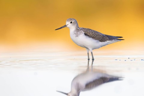 Common Greenshank (Tringa nebularia), Victoria, Australia