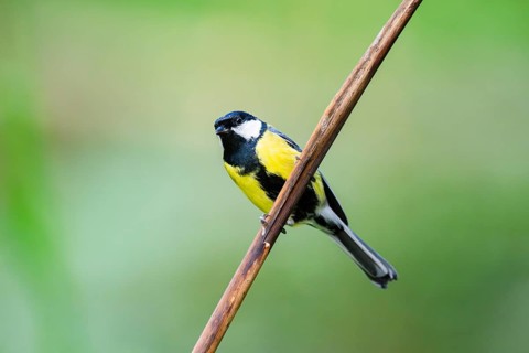 Great tit (Parus major) sitting on stem of a reed at a swamp, Bavaria, Germany