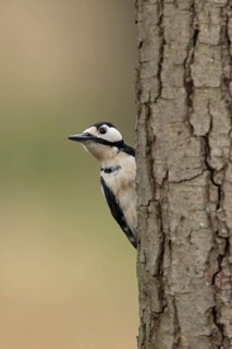 Great spotted woodpecker (Dendrocopos major) adult bird on a tree trunk in a woodland, England,