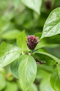 Spice bush (Calycanthus floridus)
