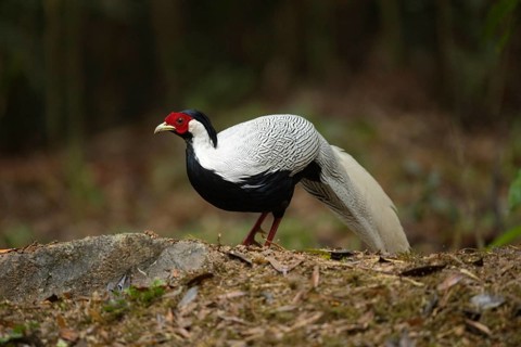 Silver Pheasant (Lophura nycthemera) male perched on the ground, Fujian, China