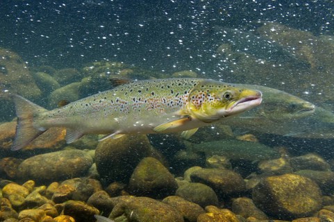 Swimming salmon (Salmo salar) under water, Laerdalsoyri, Norway