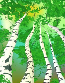 Birch grove in the morning composition, the sun through the trees. Vector art illustration