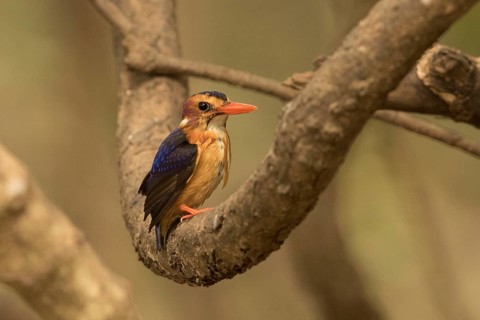 African Pygmy Kingfisher (Ispidina picta), Gambia