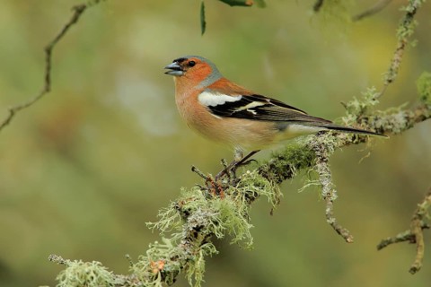 Common Chaffinch (Fringilla coelebs) male singing, Andalusia, Spain