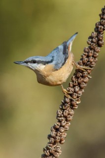 Eurasian Nuthatch (Sitta europaea), perched on a branch, Galicia, Spain