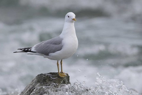 Mew Gull (Larus canus brachyrhynchus), Alaska, USA