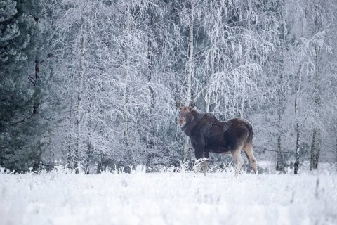 Eurasian elk (Alces alces alces), cow elk in a snow-covered forest clearing, Podlaskie Voivodeship,