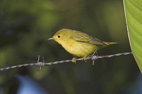 Wilson's Warbler (Cardellina pusilla) female, Costa Rica