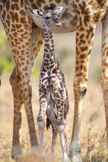Masai giraffe (Giraffa c. tippelskirchi) Masai Mara Kenya#