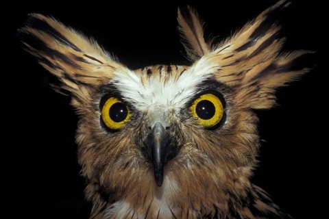 Head of the Malayan fish owl (Ketupa ketupa) with feather cap, ears, curious, captive