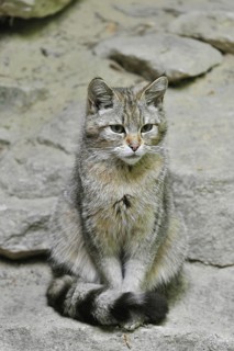 Young Wild cat (Felis silvestris) sitting on rock, Bavarian Forest, Germany