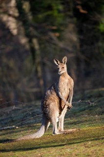 Eastern Gray Kangaroo (Macropus giganteus) on a meadow, captive, occurance Australia, Oceania