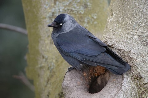 Western Jackdaw (Coloeus monedula), Schleswig-Holstein, Germany