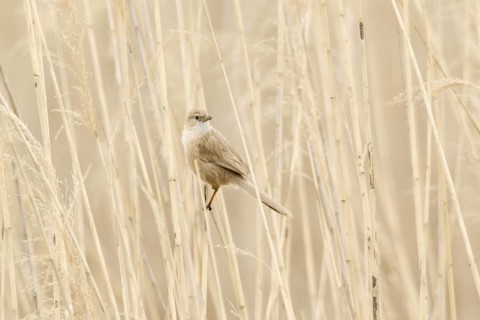 Iraq Babbler (Turdoides altirostris) perched on reed, Turkey