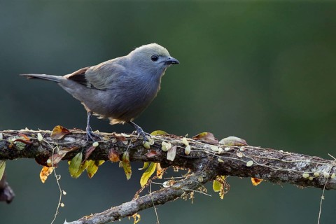 Palm Tanager (Thraupis palmarum) perched on a branch, Costa Rica