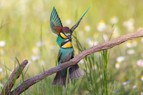 Bee-eater, (Merops apiaster), copula, mating, Tiszaalpár, Kiskunsági National Park, Bács-Kiskun,