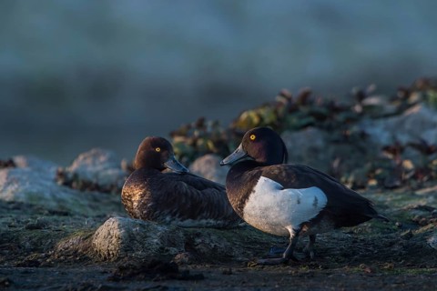 Tufted Duck (Aythya fuligula) pair, Schleswig-Holstein, Germany