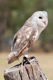 Barn Owl (Tyto alba), Lone Pine Koala Sanctuary, Brisbane, Queensland, Australia