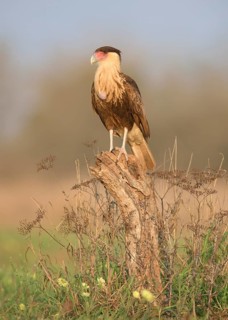 Northern Crested Caracara (Caracara cheriway) juvenile perched on a stump, Texas, USA