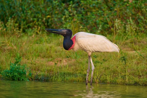 A Jabiru stands alert at the surface of the water, the striking neck colour shines in the