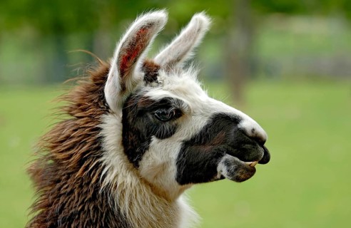 Llama (Llama guanicoe glama), head, animal portrait, Vogelpark Schotten, Vogelsberg, Hesse, Germany