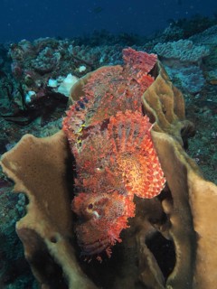 Fringed dragon's head (Scorpaenopsis oxycephala)