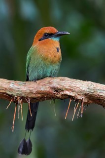 Broad-billed Motmot (Electron platyrhynchum) perched on a branch, Panama