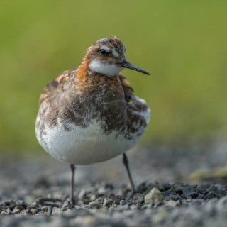 Red-necked Phalarope (Phalaropus lobatus) male, Iceland
