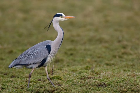 Grey Heron (Ardea cinerea), Netherlands