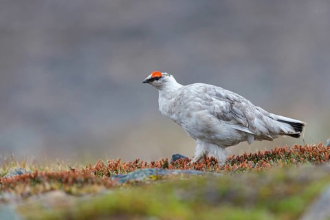 Rock ptarmigan, Svalbard Rock ptarmigan, Ptarmigan, (Lagopus mutus), Lagopus muta hyperbore), male,