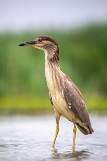Black crowned night heron (Nycticorax nycticorax) in the water, juvenile, Pusztaszer, Hungary