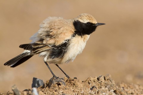 Desert Wheatear (Oenanthe deserti homochroa) male, Morocco