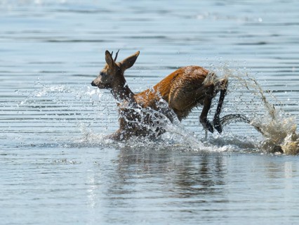 Roe deer (Capreolus capreolus), young roe buck jumping through the shallow water zone of a lake,