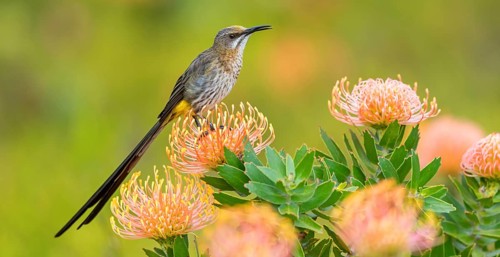 Cape sugarbird (Promerops cafer), Harold Porter National Botanical Gardens, Betty's Bay, Western