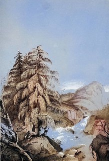 View of a Larix Griffithii in one of its native habitats, Sikkim larch, a coniferous tree of the