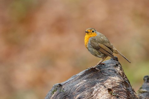 European Robin (erithacus rubecula), perched on a branch, Oviedo, Asturias, Spain