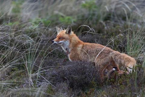 The red fox (Vulpes vulpes) has visibly calmed down and in the next few minutes she only rarely