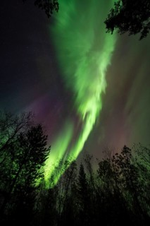 Intense Northern Lights (Aurora borealis) Corona, above trees, Gällivare, Norrbotten, Lapland,
