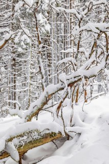 Fallen tree in a snowy coniferous forest cold winter day