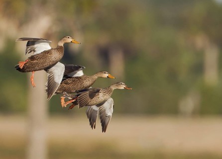 Mottled Duck (Anas fulvigula) flock flying, Florida, USA